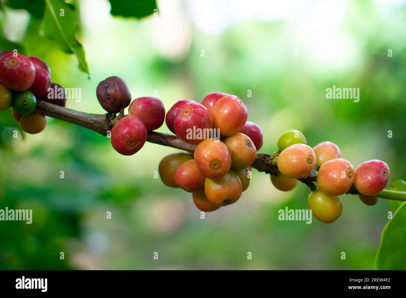 Kaffeefrüchte Stockfoto