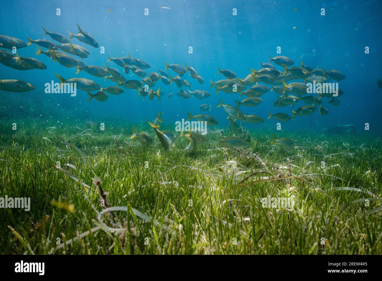 Exotische Fischschule schwimmt unter Wasser im tiefen blauen Ozean über grünen Algen mit Sonne, die durch das Wasser scheint Stockfoto