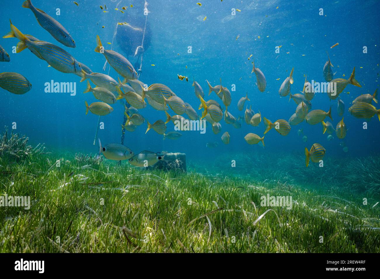 Schule exotischer Fische, die unter Wasser mit üppigem grünen Gras an sonnigen Tagen in der Nähe von Felsen und Ketten vom Boot schwimmen Stockfoto