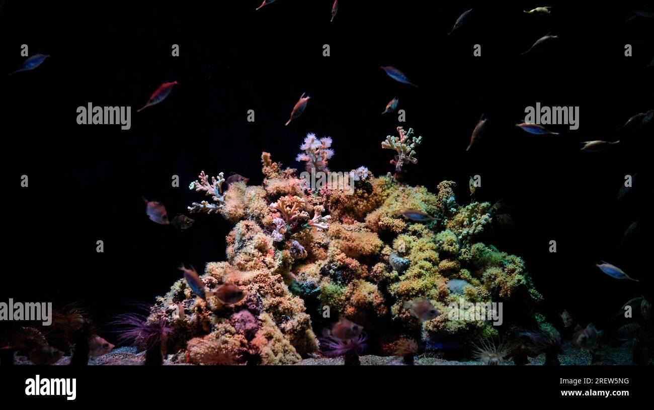Kleine bunte exotische Fische, die im dunklen Wasser schwimmen, mit wunderschönem Korallenriff im Unterwasseraquarium Stockfoto