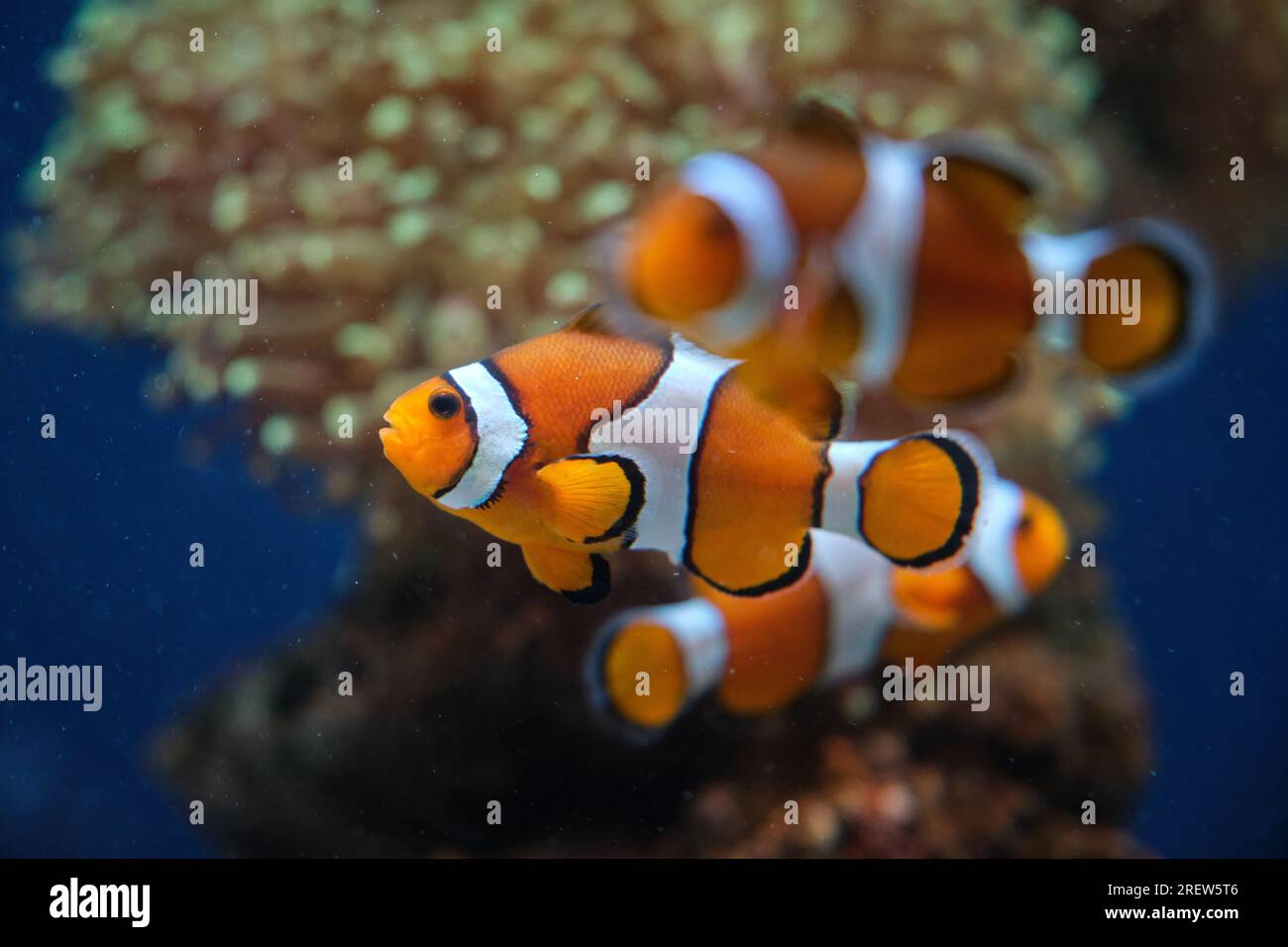 Durch Glasansicht exotischer Fische mit gestreiftem Ornament am Körper, der im Ozeanarium unter Wasser schwimmt Stockfoto