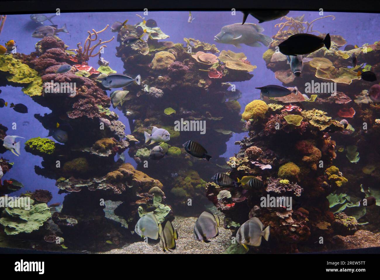 Verschiedene exotische Fische schwimmen in sauberem Aquarienwasser mit bunten Korallen und Pflanzen Stockfoto