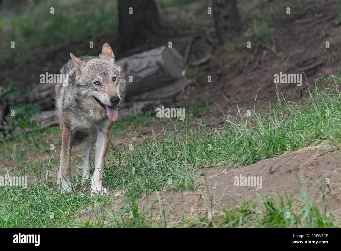 Der italienische Wolf (Canis lupus italicus) ist ein legendäres Raubtier der Alpen. Stockfoto