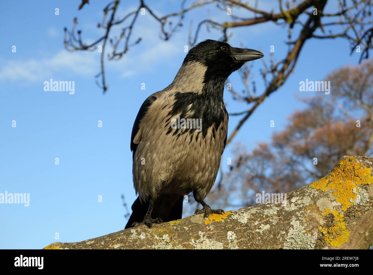 Wachsamer Mann mit Kapuze, Corvus cornix, hoch oben auf einem Baum an einem sonnigen Frühlingstag. Stockfoto