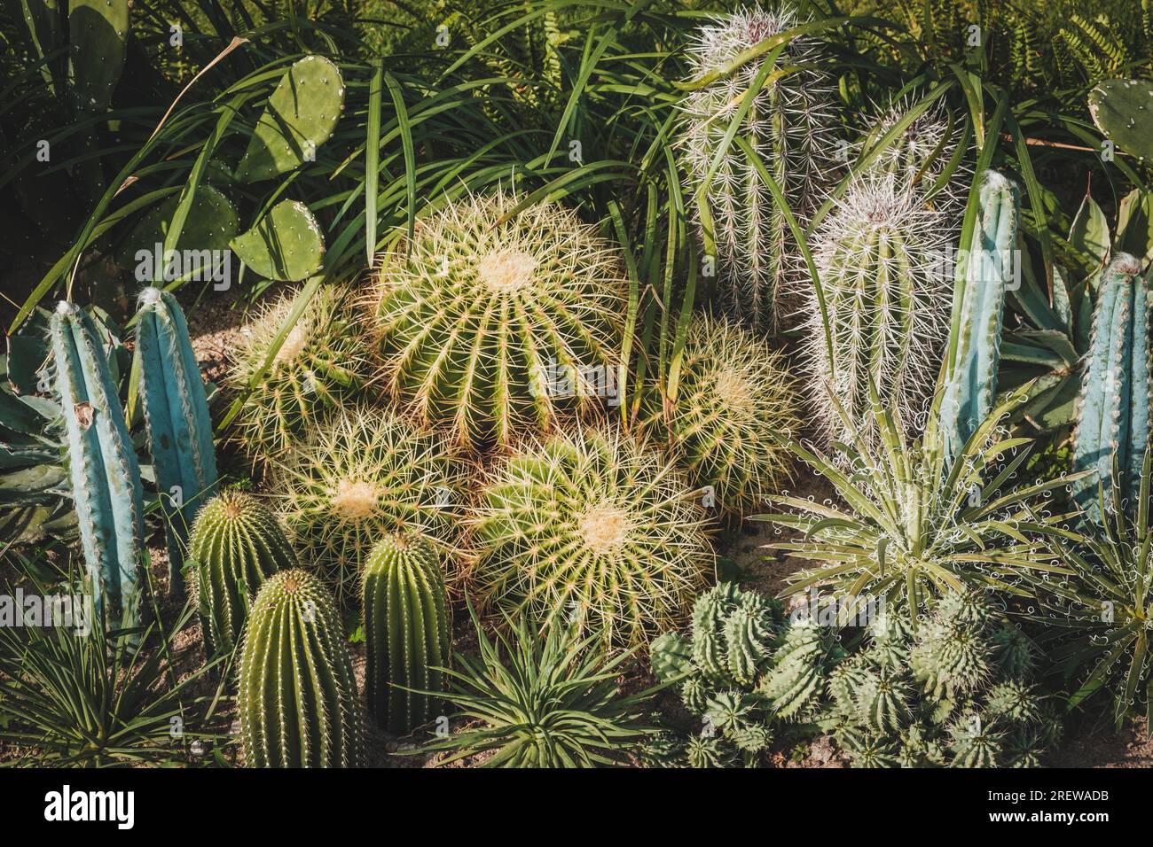 Kaktusgarten, kleine Kaktuspflanzen Stockfoto