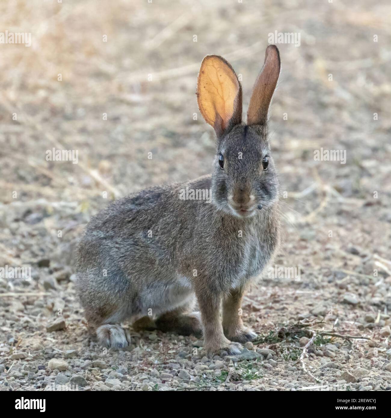 Wüstenschwanz-Kaninchen mit einem Zecken, der die durchsichtigen Ohren zeigt. Santa Clara County, Kalifornien, USA. Stockfoto