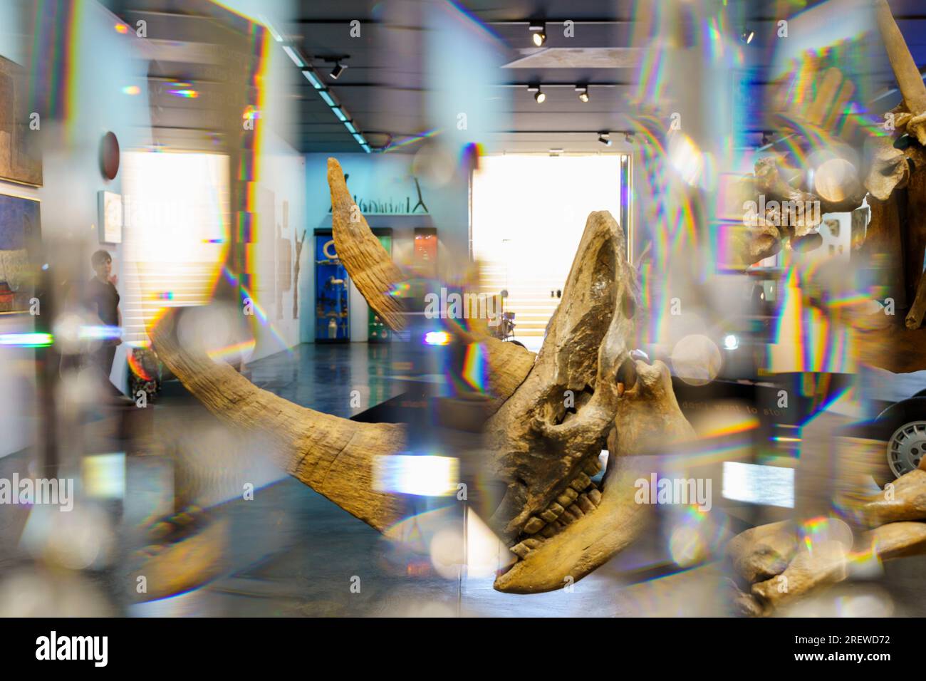 Vorhang aus Swarovski-Kristallen und versteinertem Skelett von sibirischem Wollrhinozeros (Coelodonta antiquitatis), Sa Bassa Blanca Museum (msbb) Yannick V. Stockfoto