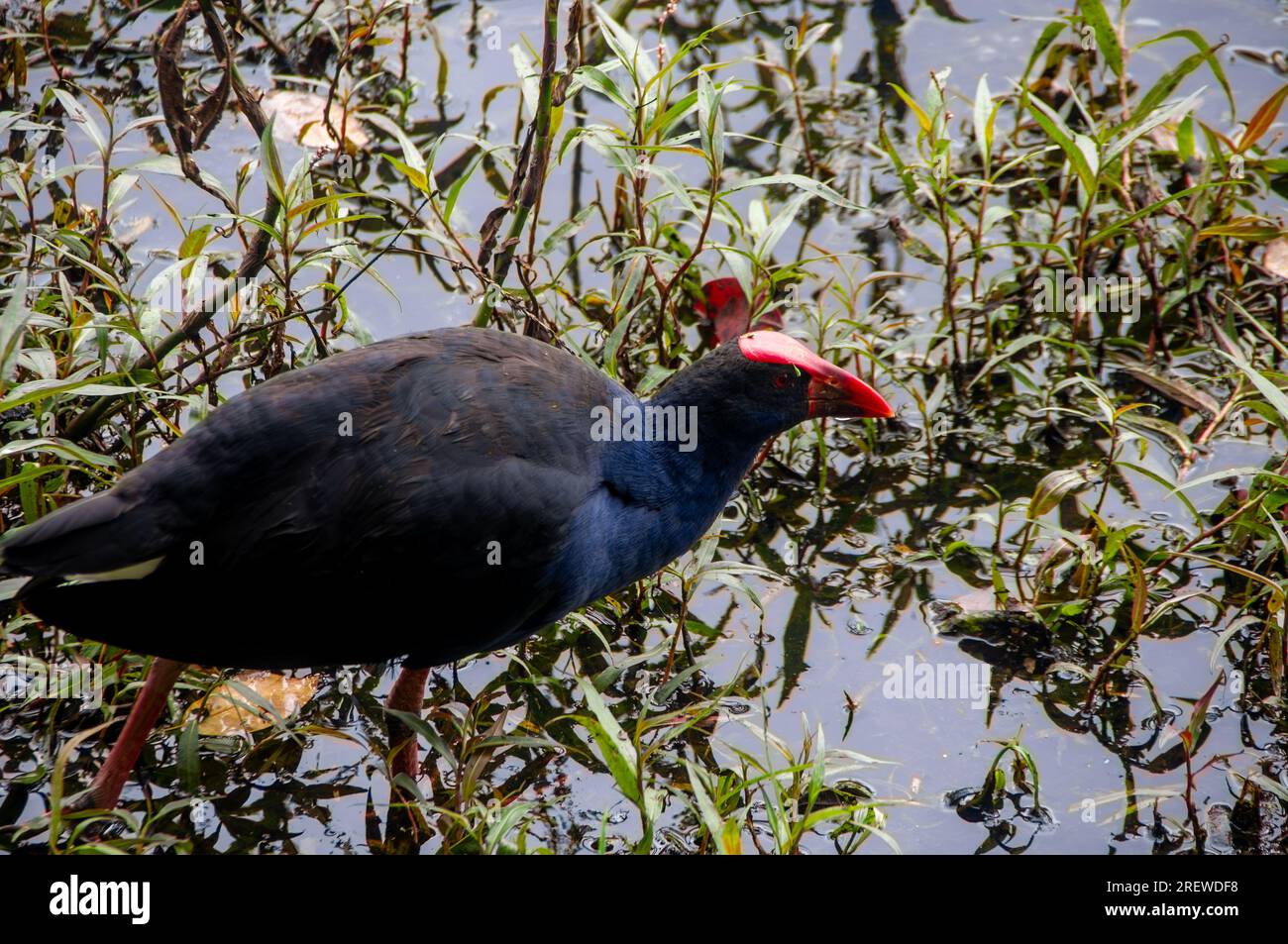 Purple swamphen, Porphyrio porphyrio, Wild, Hasties Swamp, Australien. Stockfoto