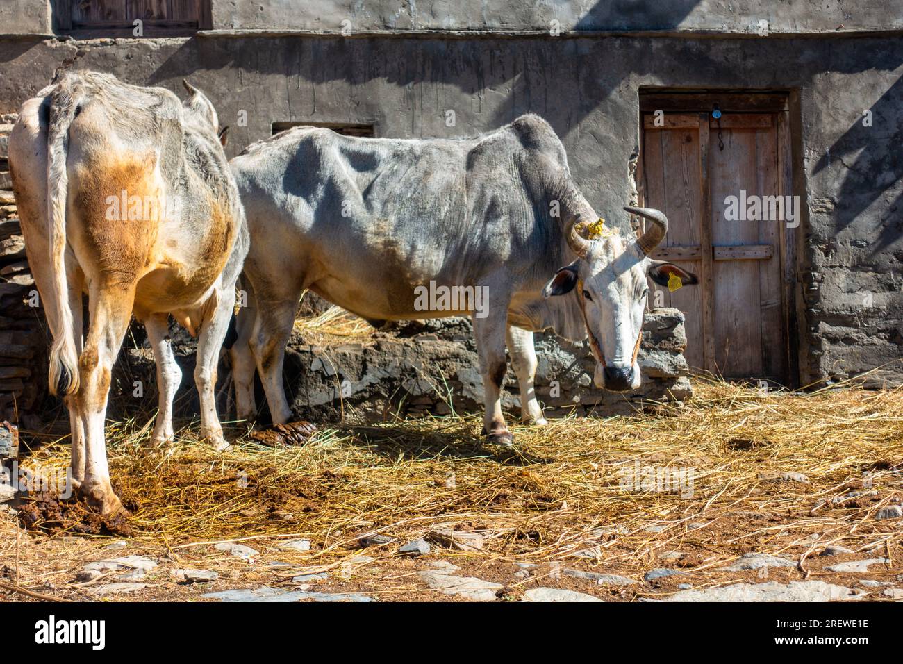 Himalaya Weiße Badri Kühe und Bullen im natürlichen Lebensraum, Uttarakhand, ländliches Dorf. Authentischer Einblick in das ländliche Leben und die einheimische Schönheit der Rinder. Stockfoto