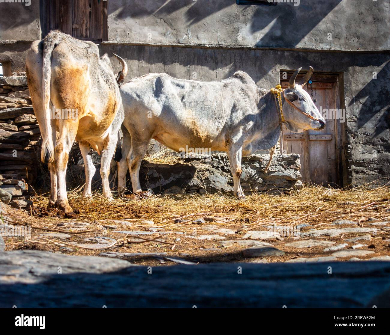 Himalaya Weiße Badri Kühe und Bullen im natürlichen Lebensraum, Uttarakhand, ländliches Dorf. Authentischer Einblick in das ländliche Leben und die einheimische Schönheit der Rinder. Stockfoto