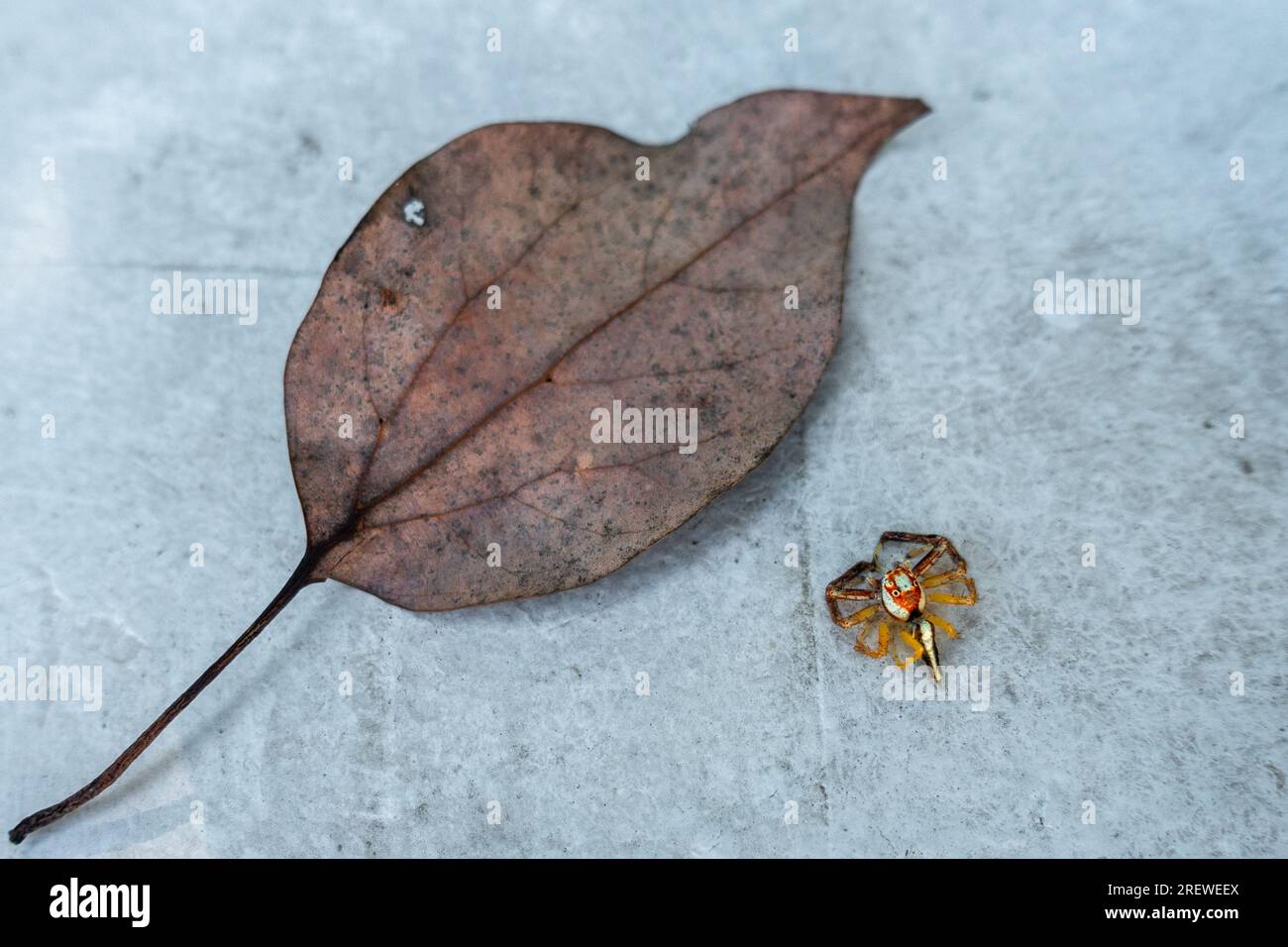 Nahaufnahme des Two-Striped Jumper, einer pulsierenden Spinnenspringerin aus asiatischen Regenwäldern, Indien. Faszinierende Arachnide in ihrem natürlichen Lebensraum. Uttarakhand Indien. Stockfoto