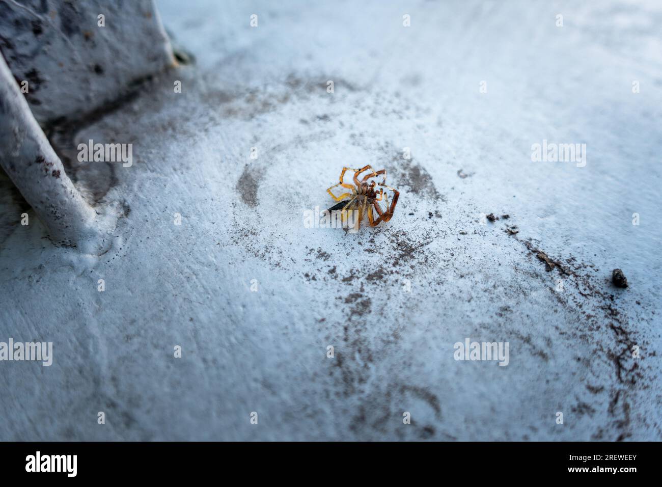 Nahaufnahme des Two-Striped Jumper, einer pulsierenden Spinnenspringerin aus asiatischen Regenwäldern, Indien. Faszinierende Arachnide in ihrem natürlichen Lebensraum. Uttarakhand Indien. Stockfoto