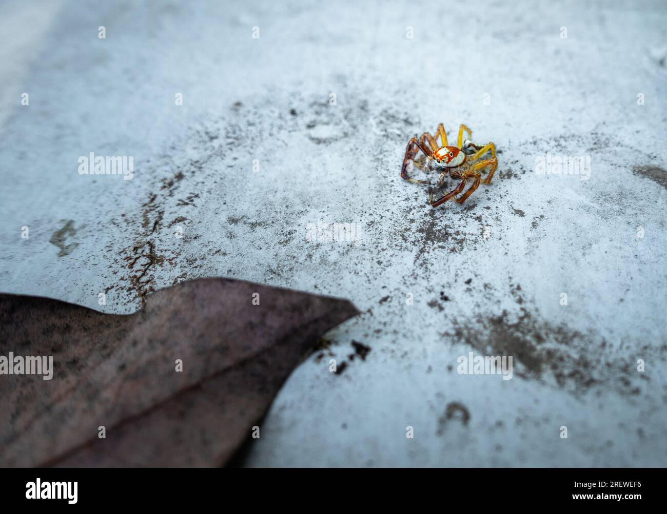 Nahaufnahme des Two-Striped Jumper, einer pulsierenden Spinnenspringerin aus asiatischen Regenwäldern, Indien. Faszinierende Arachnide in ihrem natürlichen Lebensraum. Uttarakhand Indien. Stockfoto