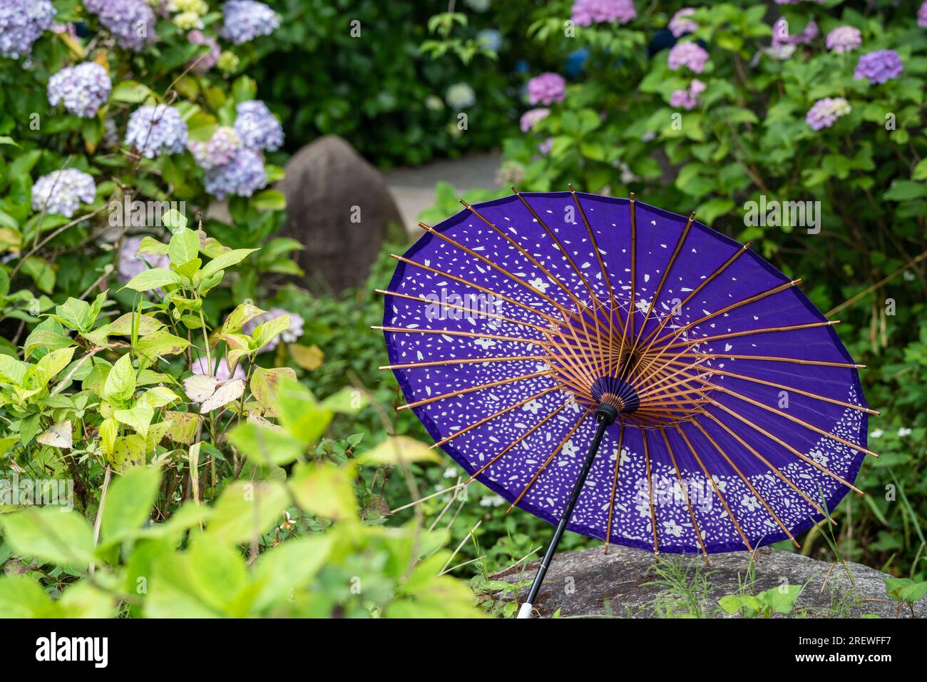 Japanischer traditioneller Ölpapierschirm und blühende Sträucher und Büsche im Garten von Hydrangea macrophylla. Konzept der japanischen Kultur. Kyoto, Japan Stockfoto