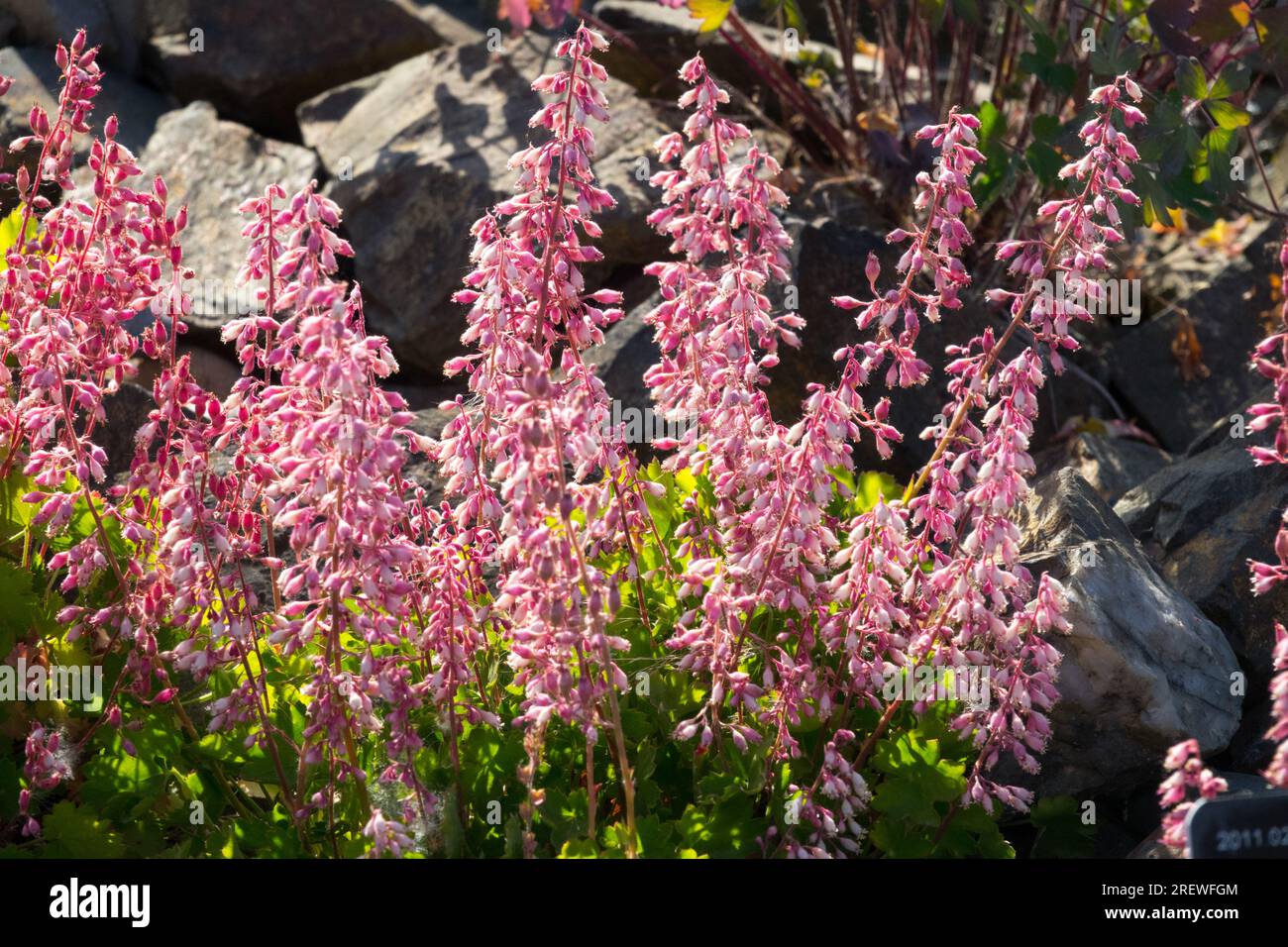 Alpine Pflanzen Garten Rockery Blumen Rosa Blume Heuchera pulchella Stockfoto