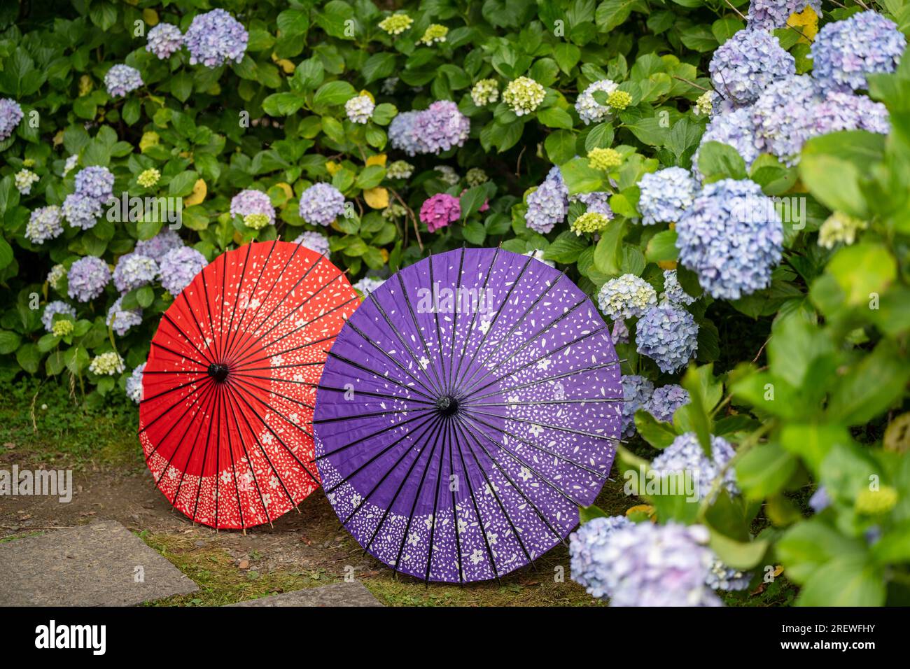 Japanischer traditioneller Ölpapierschirm und blühende Sträucher und Büsche im Garten von Hydrangea macrophylla. Konzept der japanischen Kultur. Kyoto, Japan Stockfoto