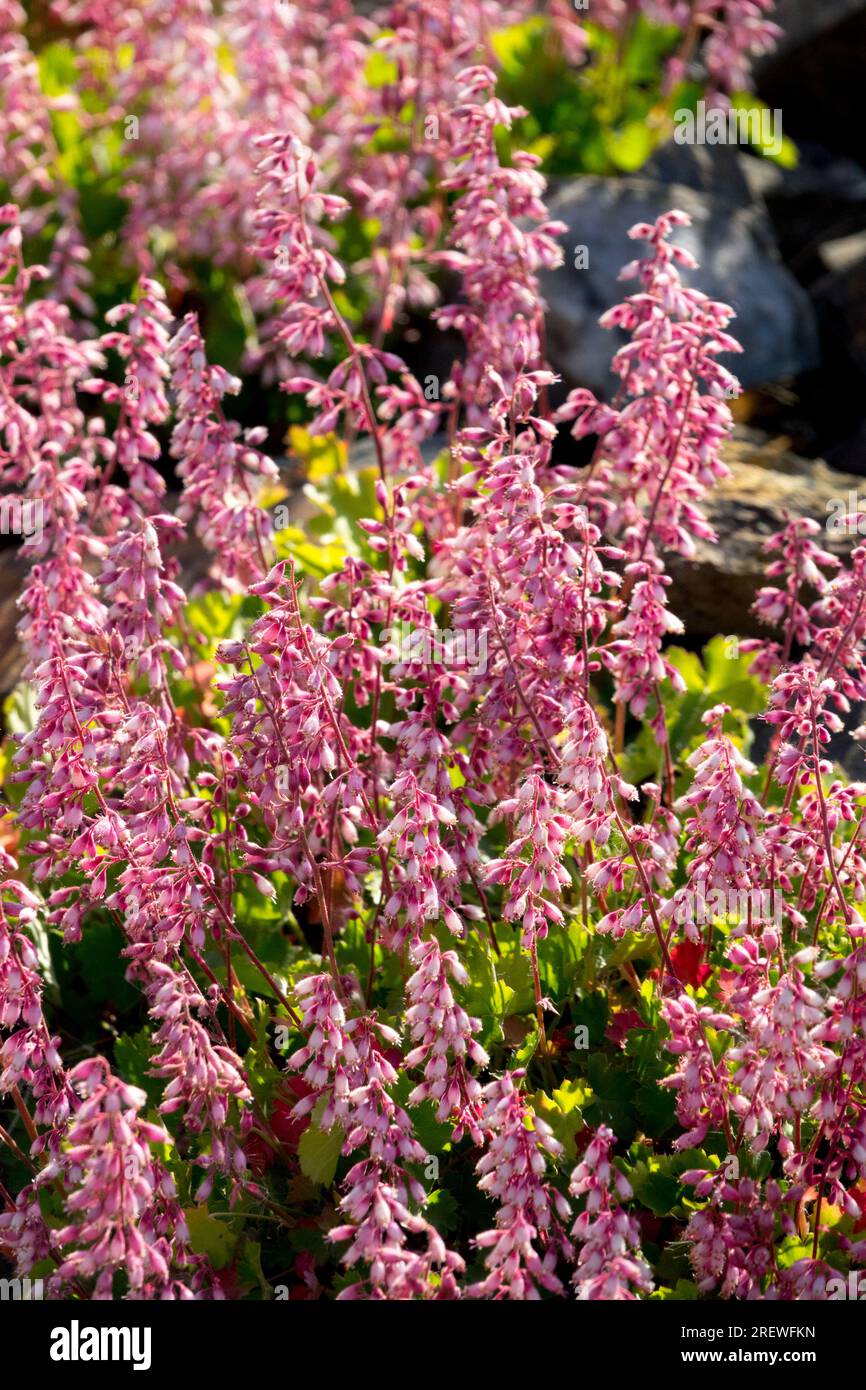 Zwerg Heuchera ideal für Alpine Rockery Alpines Pink Plant Garden Heuchera pulchella Stockfoto