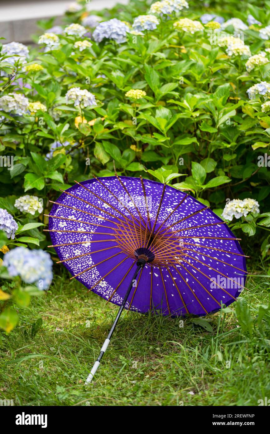 Japanischer traditioneller Ölpapierschirm und blühende Sträucher und Büsche im Garten von Hydrangea macrophylla. Konzept der japanischen Kultur. Kyoto, Japan Stockfoto