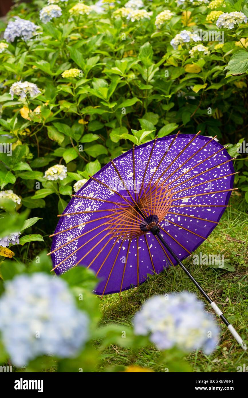 Japanischer traditioneller Ölpapierschirm und blühende Sträucher und Büsche im Garten von Hydrangea macrophylla. Konzept der japanischen Kultur. Kyoto, Japan Stockfoto