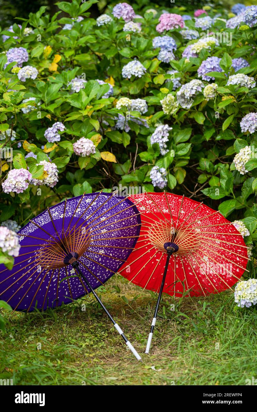 Japanischer traditioneller Ölpapierschirm und blühende Sträucher und Büsche im Garten von Hydrangea macrophylla. Konzept der japanischen Kultur. Kyoto, Japan Stockfoto