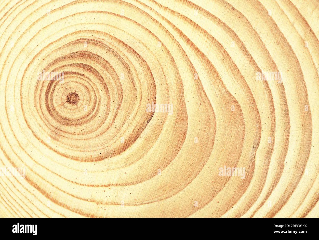 Runder Schnitt durch einen Stamm eines kleinen Baumes mit sichtbaren Jahresringen Stockfoto