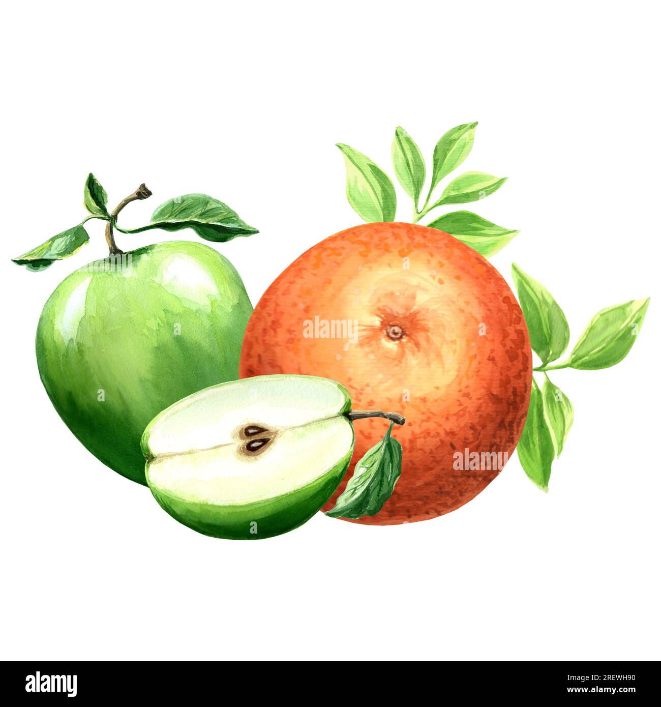 Aquarell-Illustration von Orange und grünem Apfel. Handgezeichnete Aquarellillustration JPEG für Design, Stoffe, Geschenkpapier, Tapeten, Cover Stockfoto