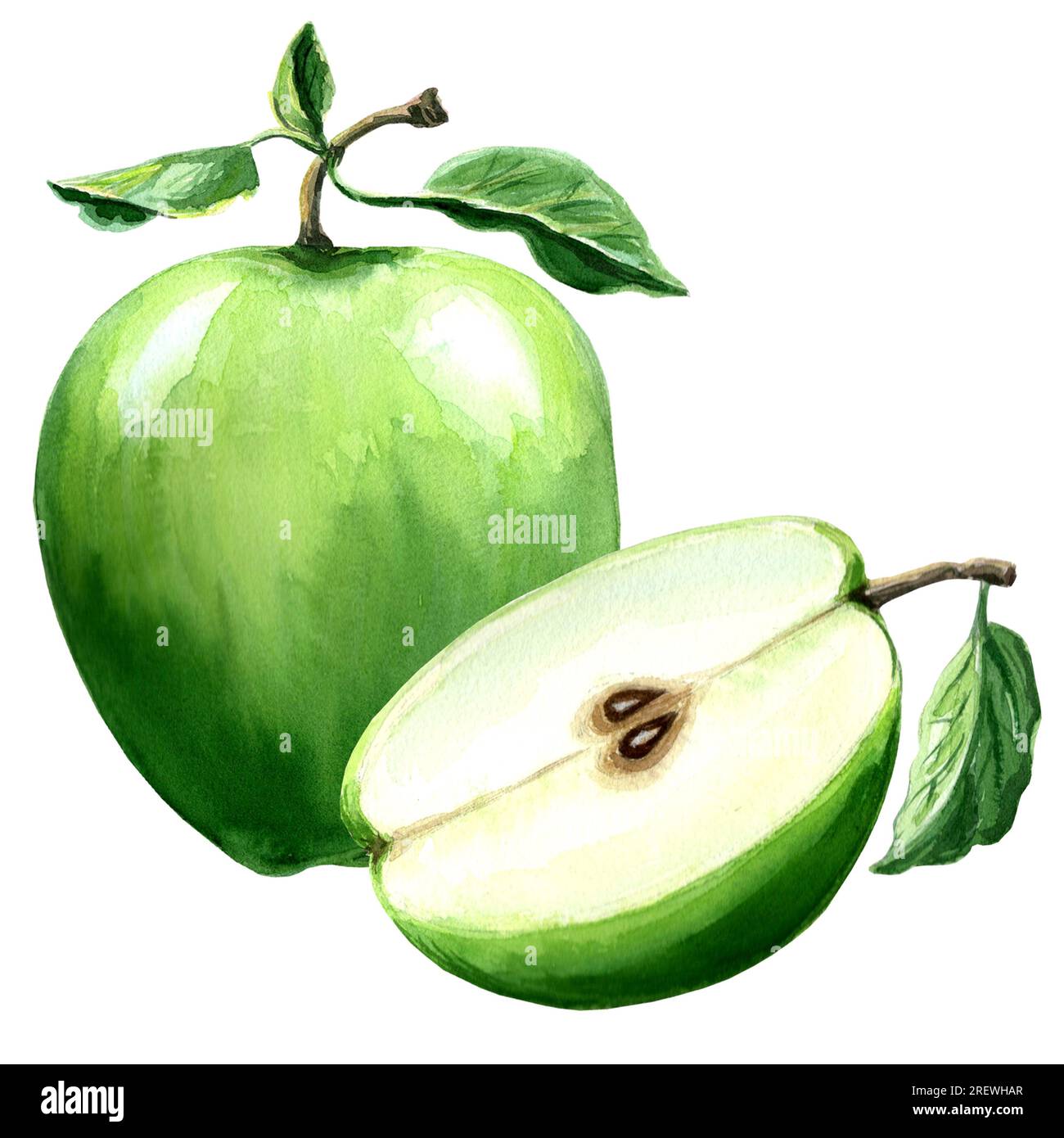 Aquarelldarstellung eines grünen Apfels. Handgezeichnete Aquarell-Grafik JPEG für Design, Textilien, Geschenkpapier, Tapeten, Cover, Grußkarten Stockfoto