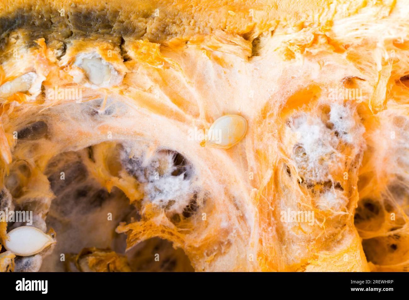 Reifer Orangenkürbis mit Schimmel und Schimmel bedeckt, reifes Gemüse, das aufgrund langer oder unsachgemäßer Lagerung verdorben wurde, Kürbis in gefährlichem Schimmel Stockfoto