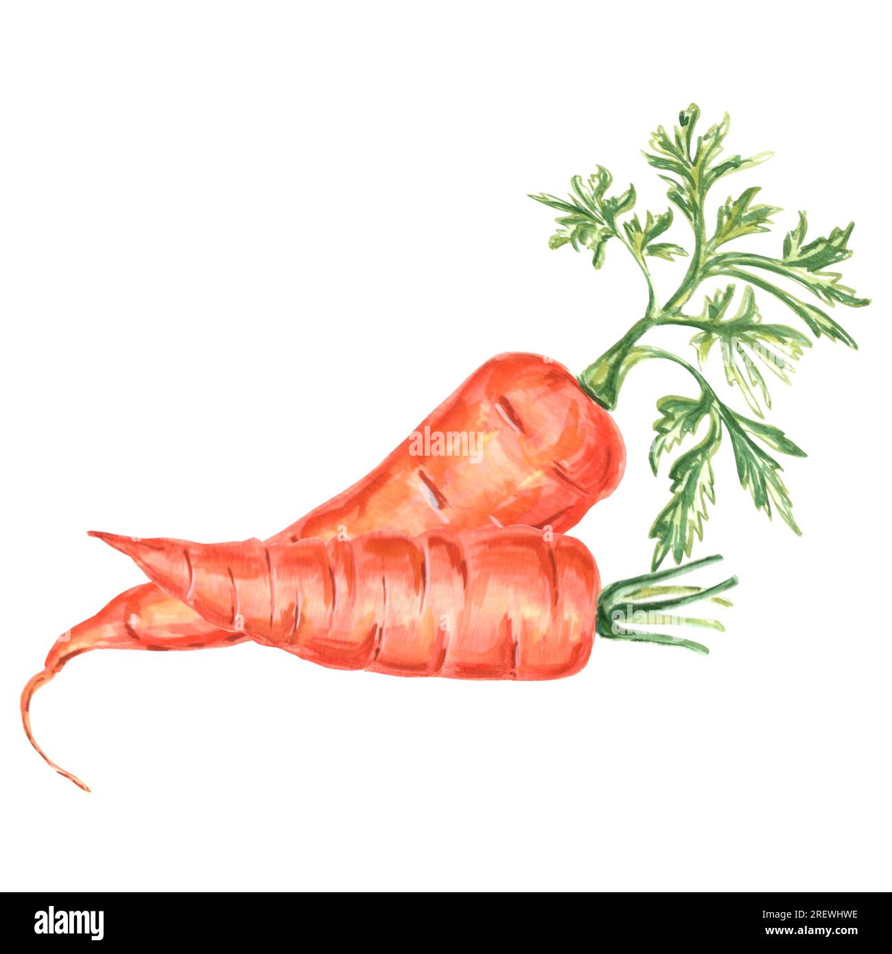 Aquarelle Darstellung von Karotten. Handgezeichnete Aquarell-Grafik JPEG für Design, Textilien, Geschenkpapier, Tapeten, Cover, Grußkarten, PR Stockfoto
