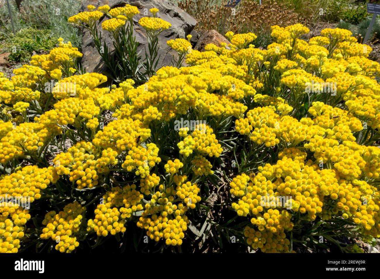 Gelb, Ausdauernd, Klein, Pflanze, Steingut, Alpine, Pflanzen Helichrysum italicum Stockfoto