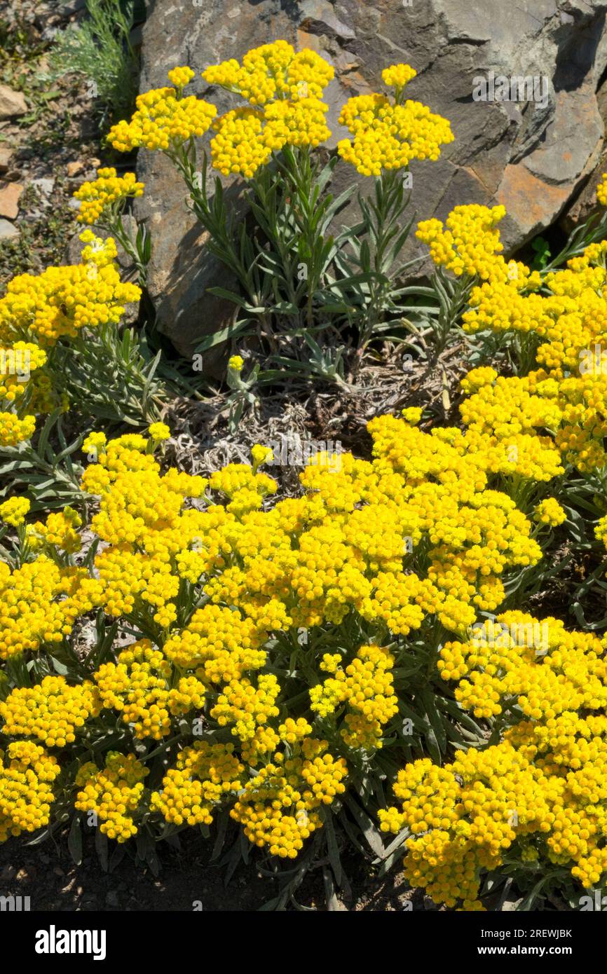 Gelb, Blumen Helichrysum italicum, Rockery, Alpine, Pflanze, Gelb, Blühend, Stein, Garten Stockfoto