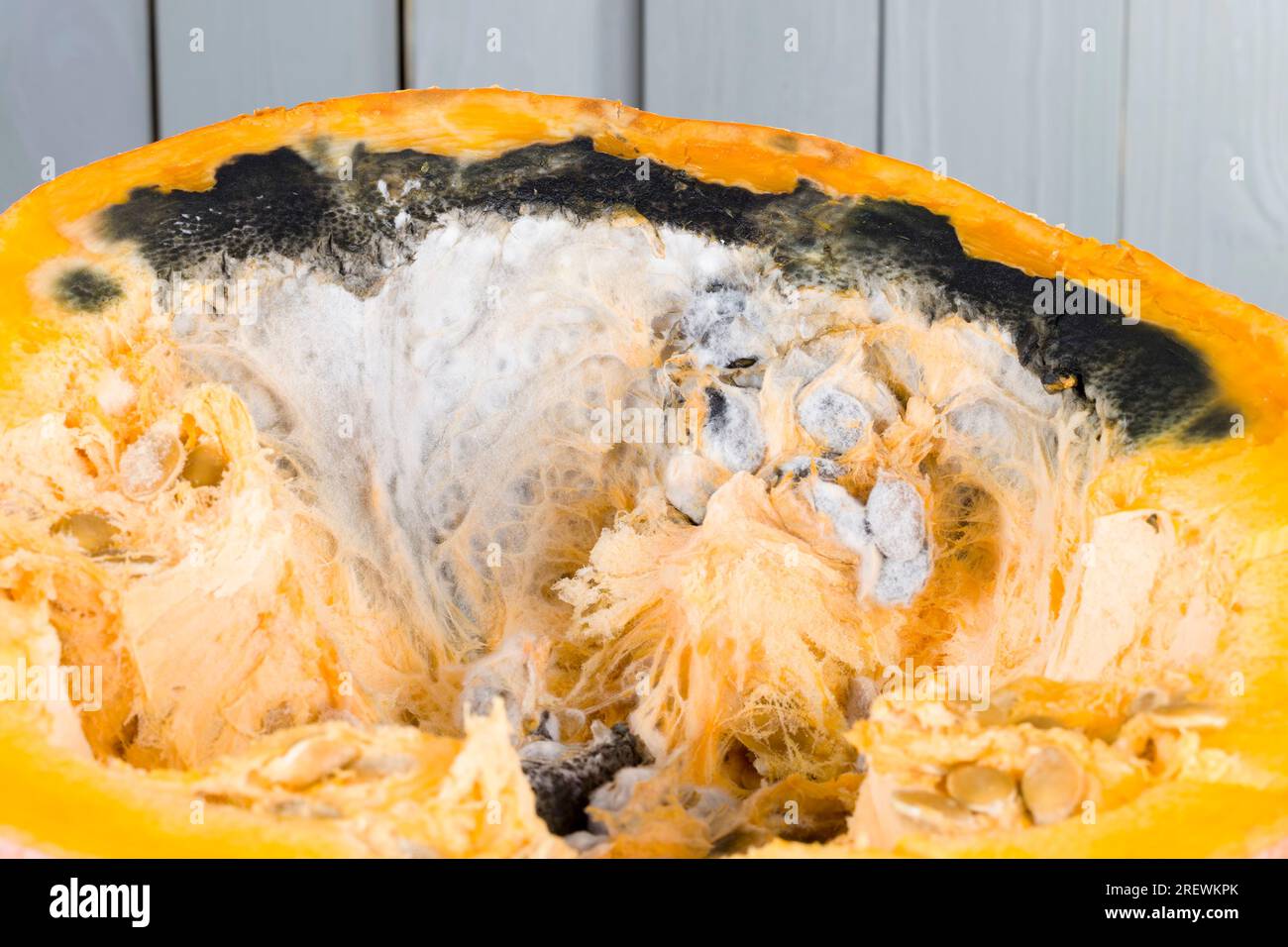 Reifes Gemüse, das durch lange oder unsachgemäße Lagerung verdorben wurde, Kürbis in gefährlichen Schimmel, reifer Orangenkürbis mit Schimmel und Schimmel bedeckt Stockfoto