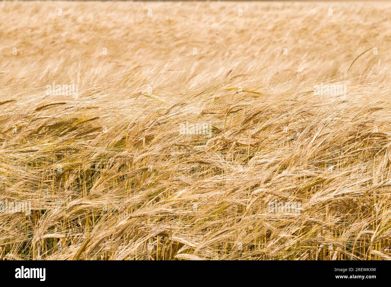 Landwirtschaftliche Feld gesät mit Gerste, die fast reif ist und gelb geworden ist Goldene Farbe, Gerste ist bereit für die Ernte, hoher Ertrag von Gerste Getreide Stockfoto