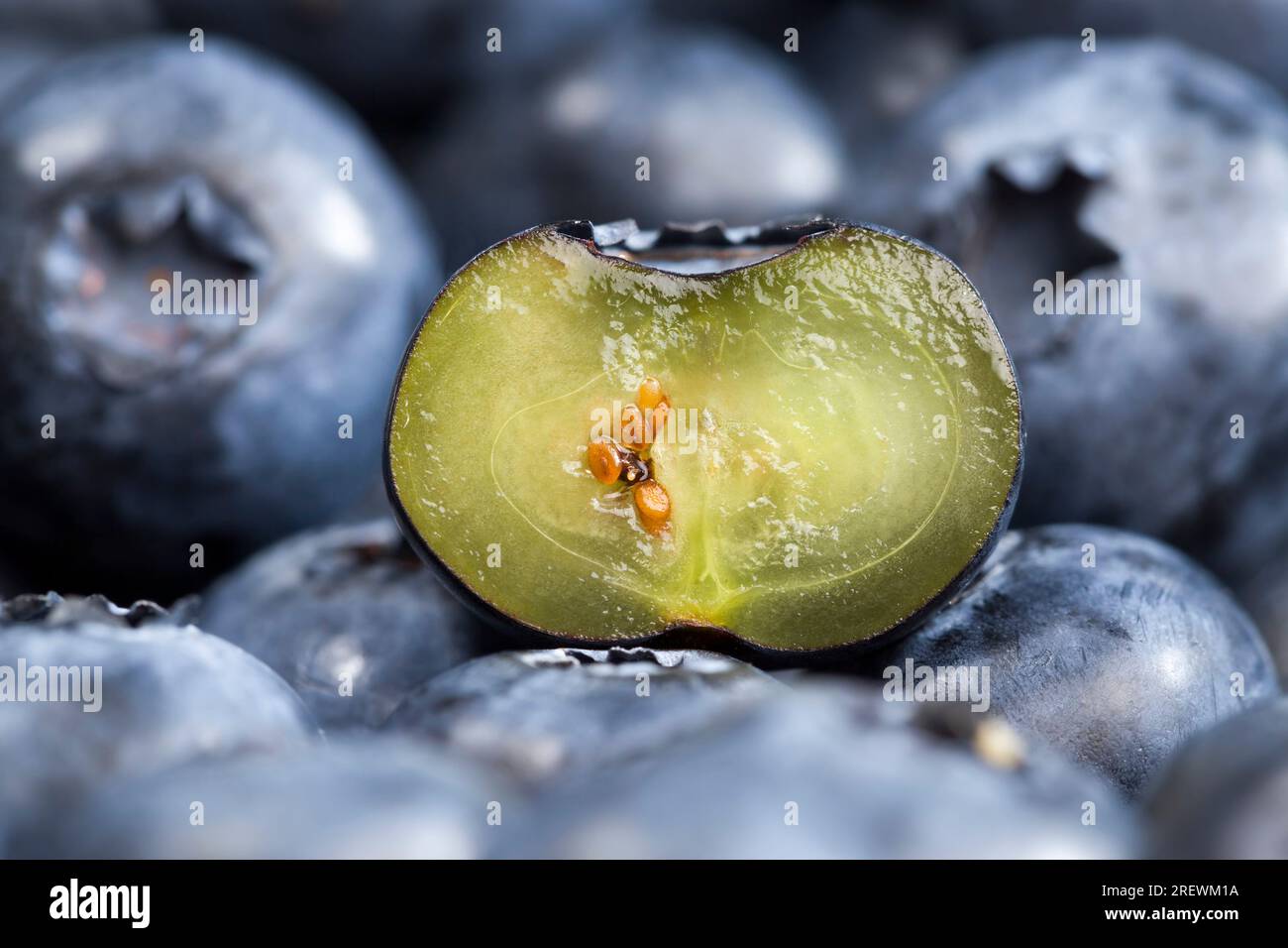 Vitaminreiche Blaubeeren in Schnittform, frisch geerntete und leckere in zwei Hälften geschnittene Blaubeeren, frisch geschnittene Blaubeeren, die roh verzehrt werden können Stockfoto