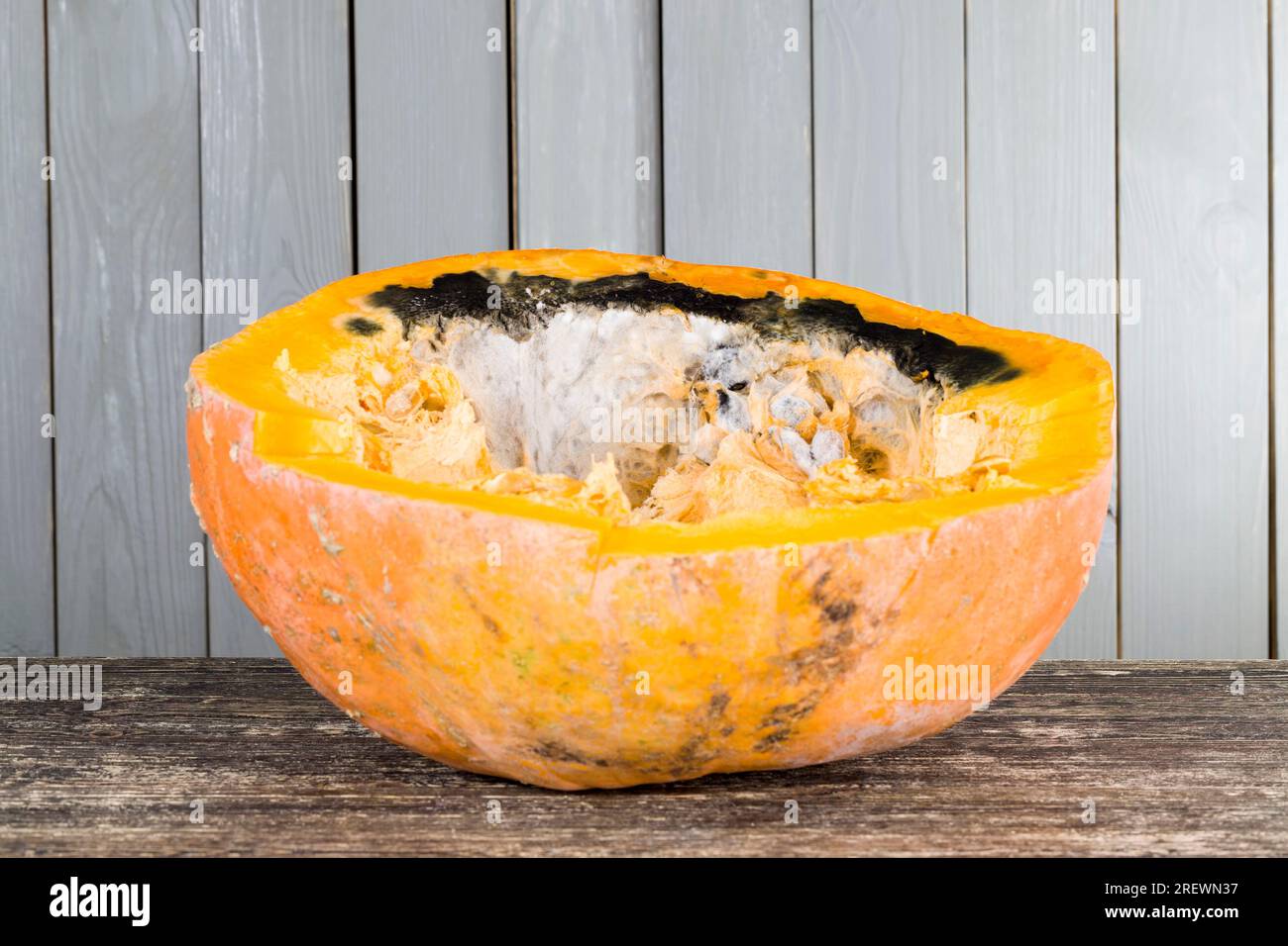 Reifes Gemüse, das durch lange oder unsachgemäße Lagerung verdorben wurde, Kürbis in gefährlichen Schimmel, reifer Orangenkürbis mit Schimmel und Schimmel bedeckt Stockfoto