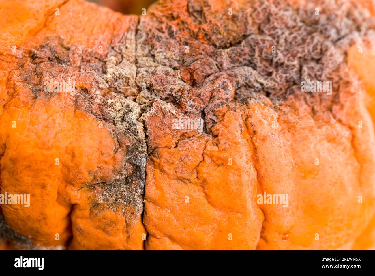 Reifes Gemüse, das durch lange oder unsachgemäße Lagerung verdorben wurde, Kürbis in gefährlichen Schimmel, reifer Orangenkürbis mit Schimmel und Schimmel bedeckt Stockfoto