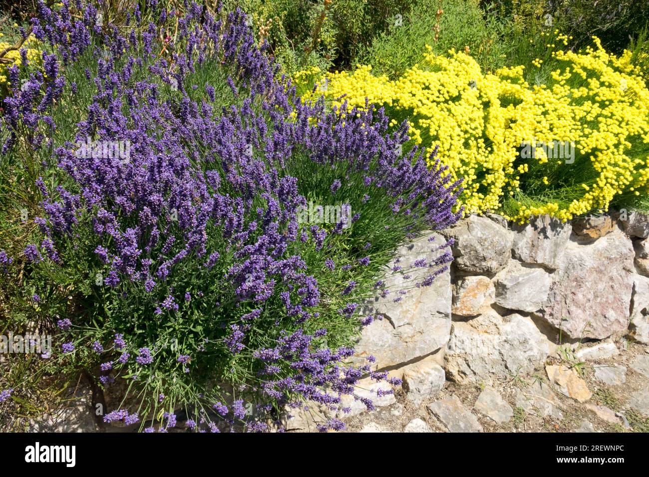 Lavendel im Garten, Lavendelwand, süß duftend, duftend, Pflanzen, Steinmauer, Gelb, Santolina, Garten, Mauer Stockfoto