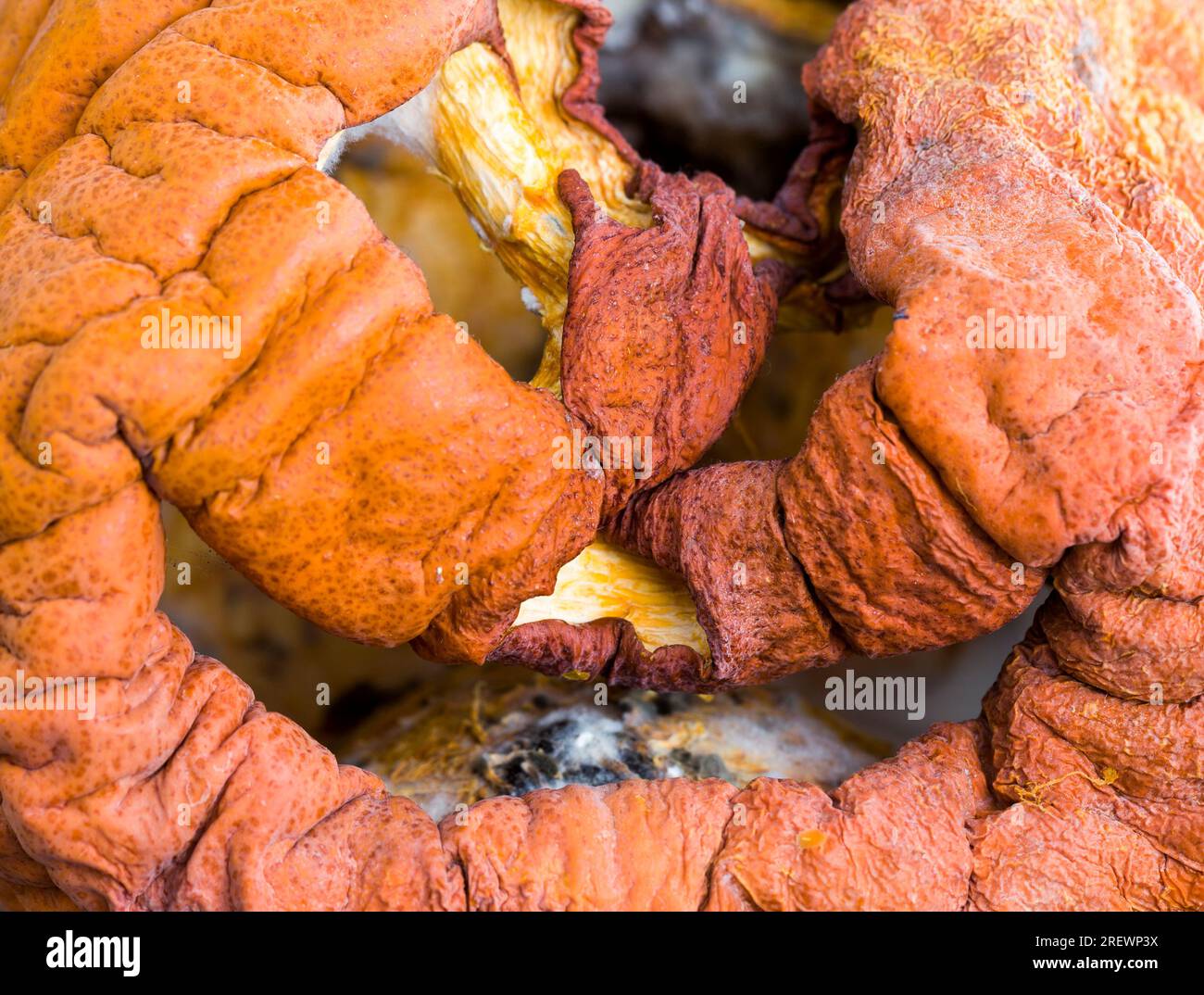 Kürbis in gefährlichem Schimmel, reifer Orangenkürbis mit Schimmel und Schimmel bedeckt, reifes Gemüse, das durch lange oder unsachgemäße Lagerung verdorben wurde Stockfoto