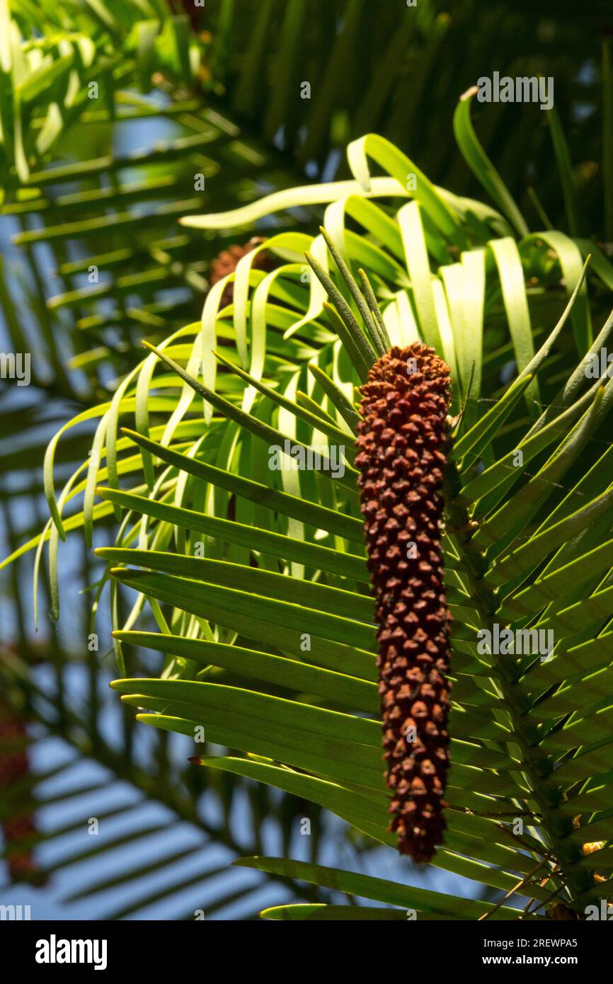 Araucariaceae, australischer Baum, Kegel, männlich, Wollemia nobilis, lebendiges Fossil, Wollemi Pine Stockfoto