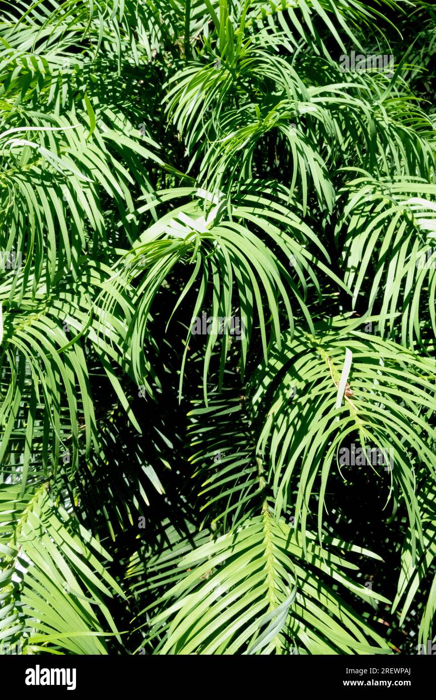 Wollemi Kiefer, Laub, australischer Baum, Pflanze, Wollemia nobilis, Lebendes Fossil Stockfoto