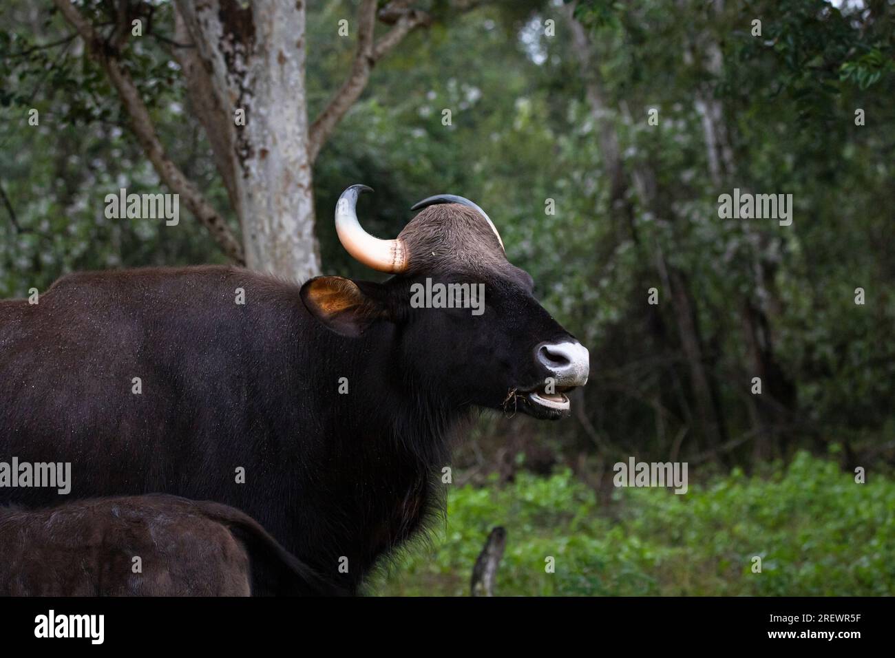 Ein wilder indischer Gaur, das größte Vieh der Welt. Sehen Sie weitere Tierbilder - Bison Stockfoto