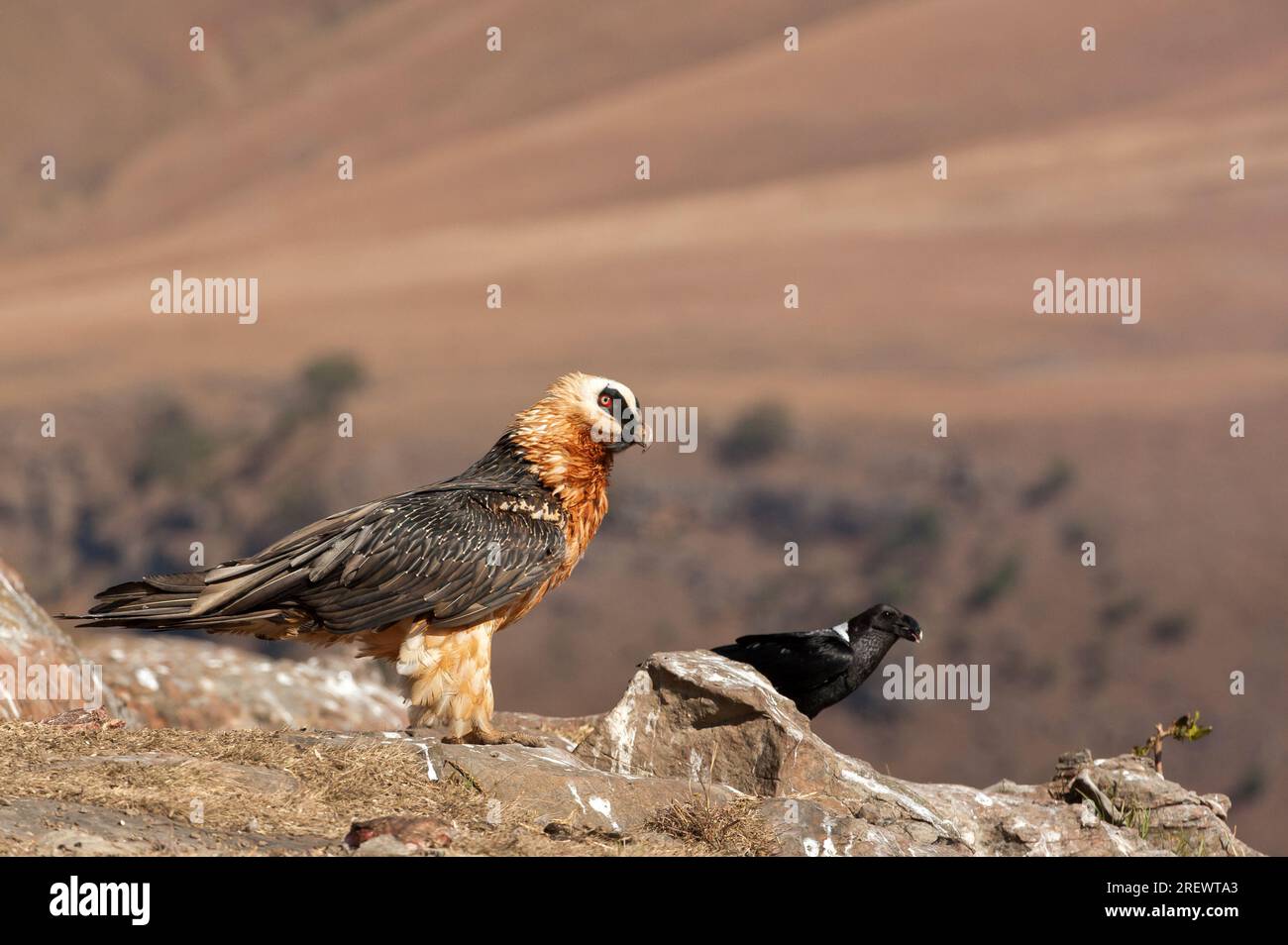 Bärtige Geier, die am Rand einer Klippe stehen Stockfoto