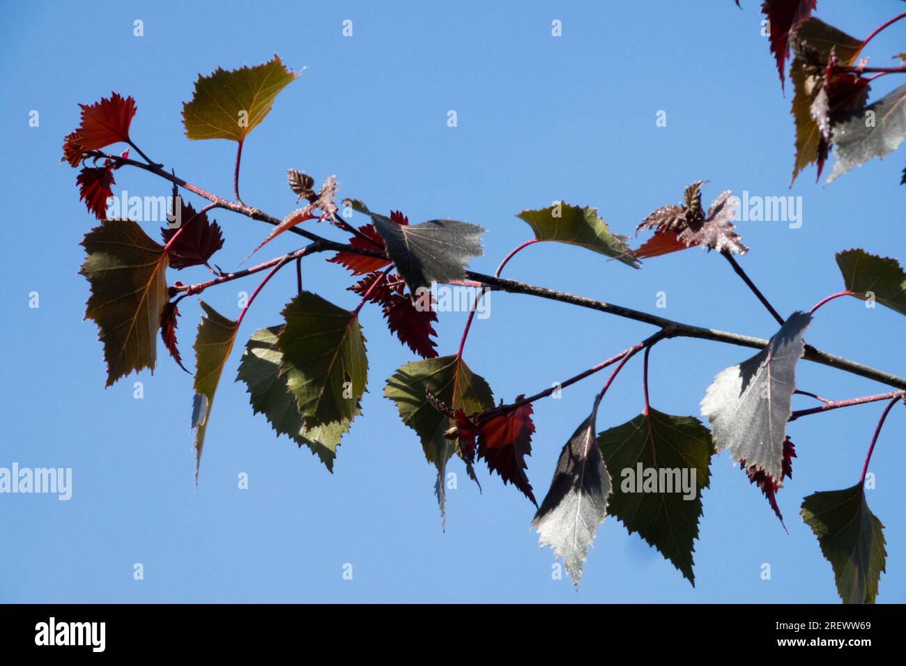 Dunkel, Schwarz, Blätter, Birke, Betula pendula „Purpurea“ Stockfoto
