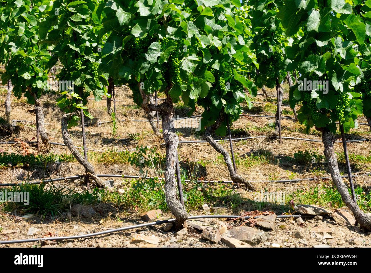 Tropfbewässerung in der Weinbauwasserverteilung mit Schläuchen Stockfoto