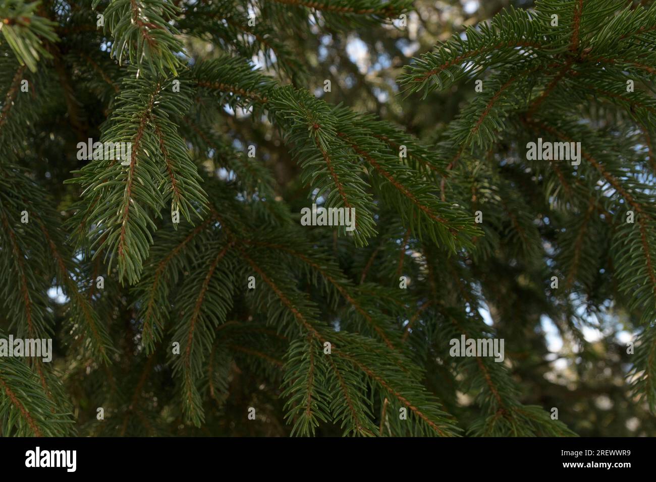 Hintergrund aus Pinienzweigen. Nadelgrüne Textur. Stockfoto
