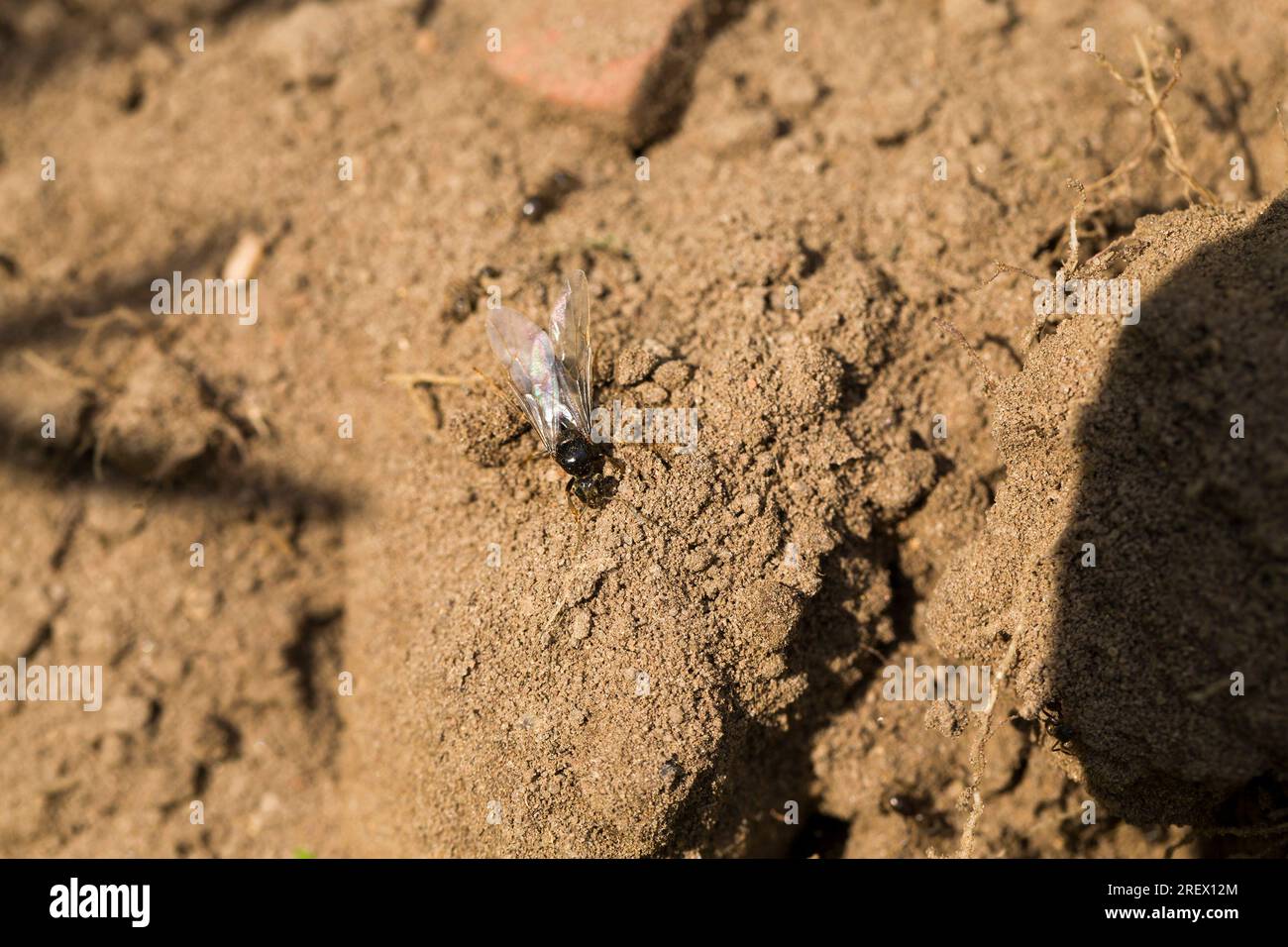 Nahaufnahme von Sand und Erde, eine echte Nahaufnahme eines Teils der Erdkruste, gewöhnlicher brauner Boden auf einem Feld Stockfoto