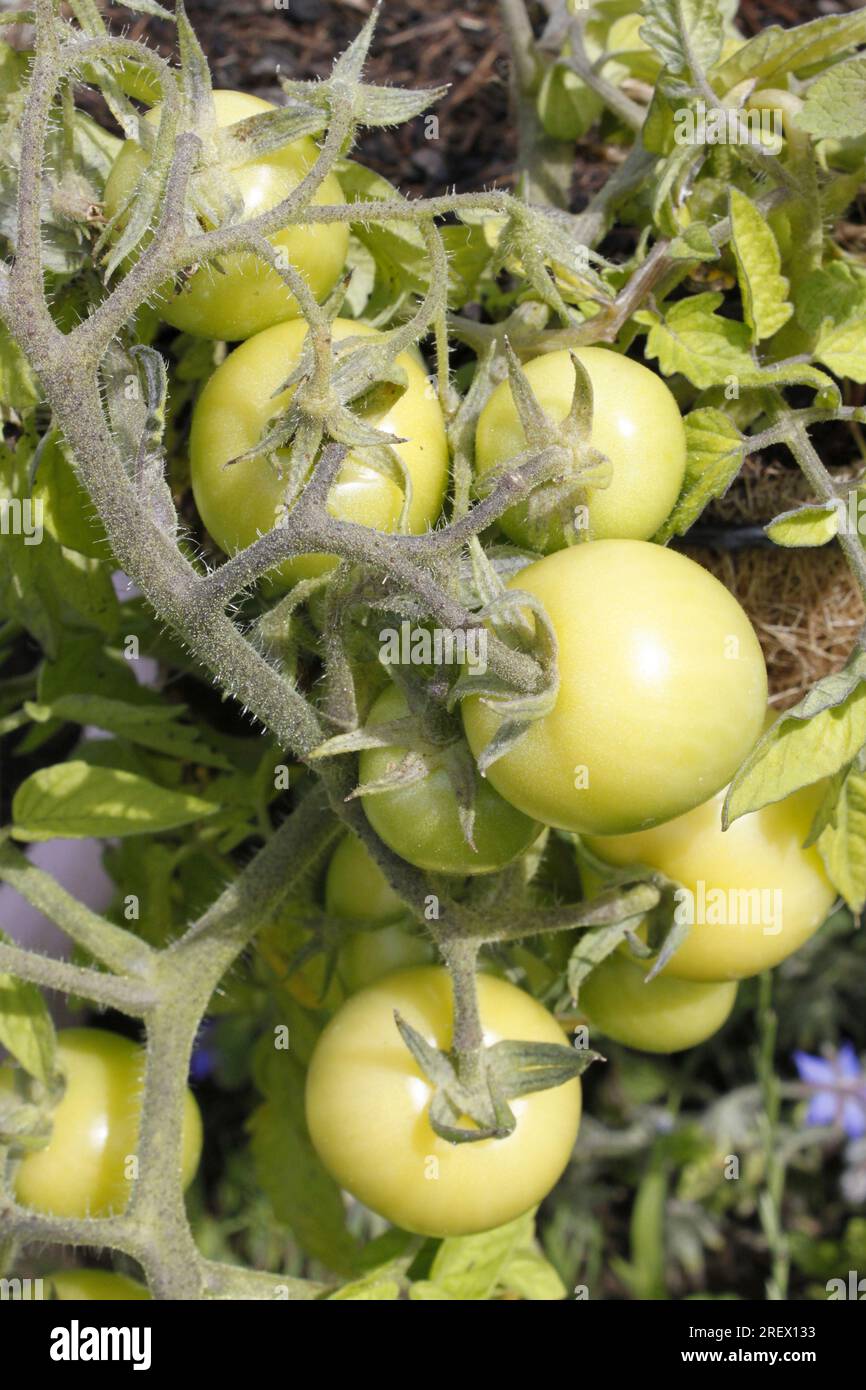 Grüne Tomaten auf der Rebe - Sorte ist Mini Bel Stockfoto