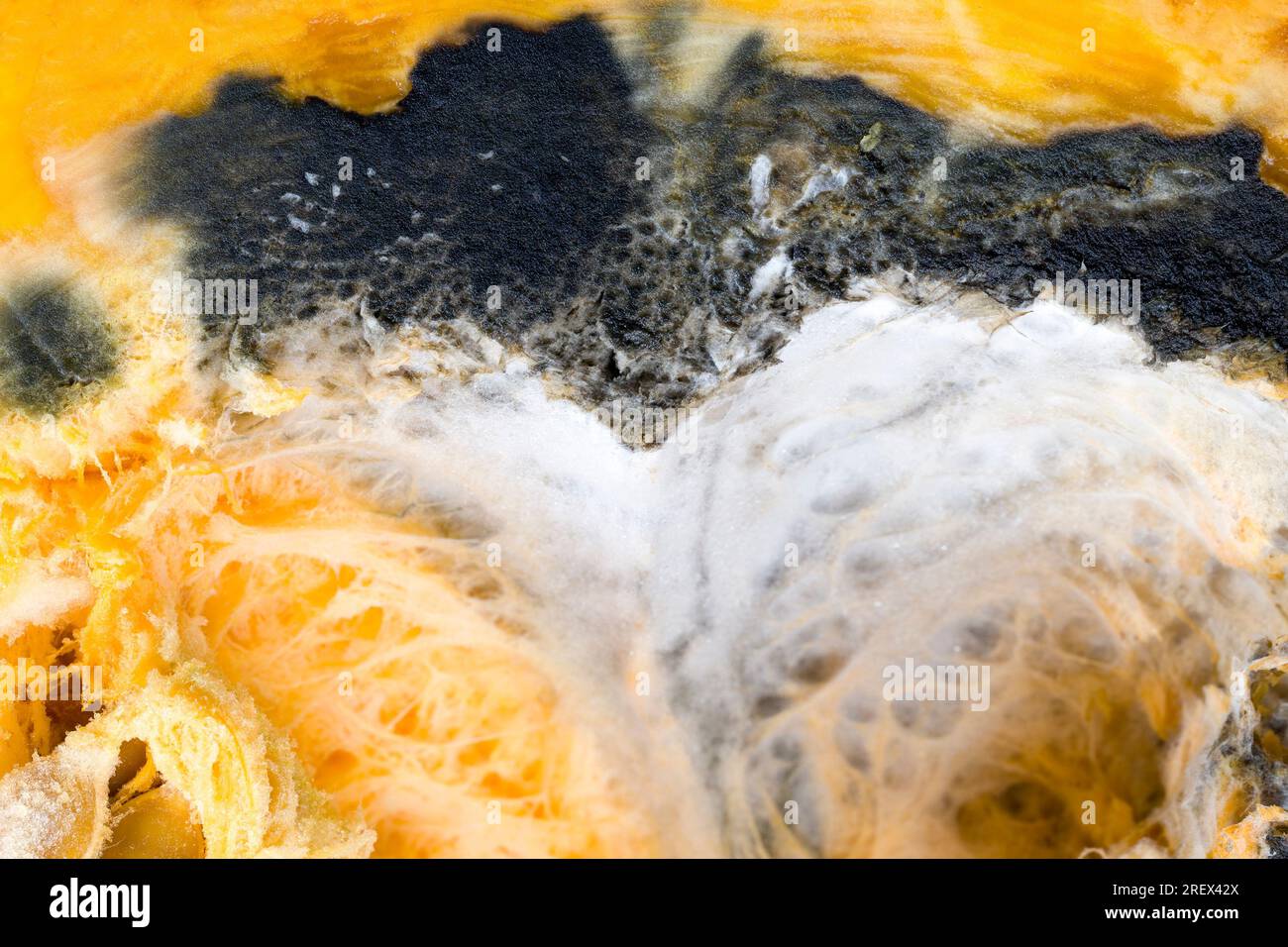 Kürbis in gefährlichem Schimmel, reifer Orangenkürbis mit Schimmel und Schimmel bedeckt, reifes Gemüse, das durch lange oder unsachgemäße Lagerung verdorben wurde Stockfoto