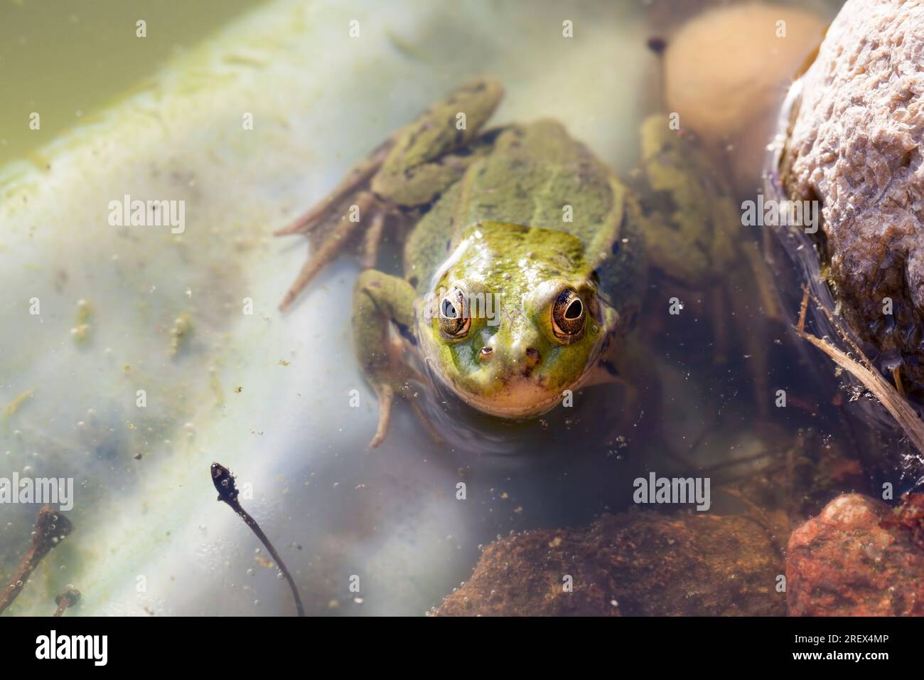Ein Frosch schwimmt im Wasser eines künstlichen Sees oder Sumpfes, der Frosch versteckt sich im Wasser und schaut auf die Oberfläche Stockfoto
