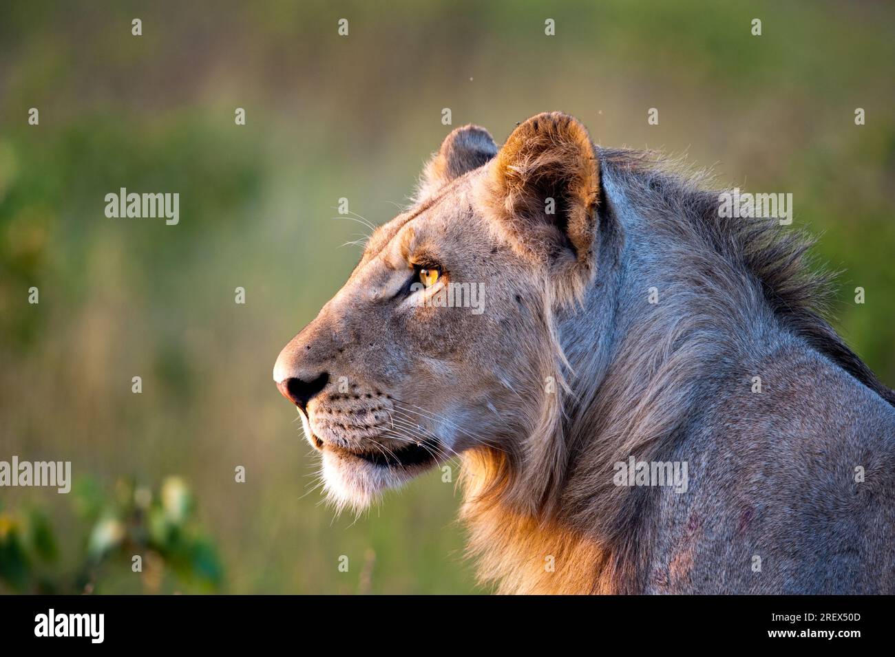 Einsamer männlicher Löwe in der frühen Morgensonne im Profil Stockfoto
